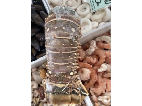 Coda aragosta cubana