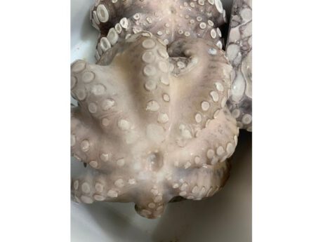 Piovre tenerissime da 2,5kg a 6/7kg circa