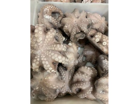 Polpi medi da 500g a 900g circa