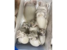 Seppie medie Marocco