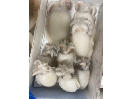 Seppie medie Marocco