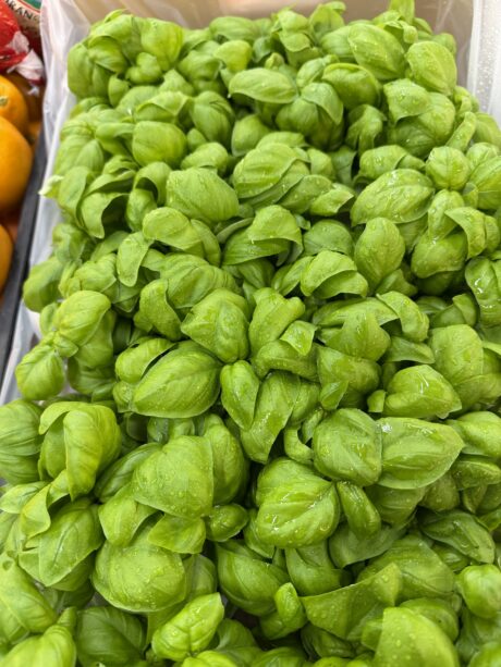 Basilico Cogoleto biologico